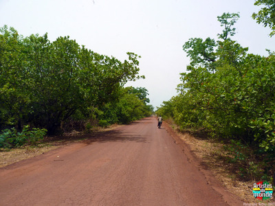 Les anachardiers de Guine-Bissau