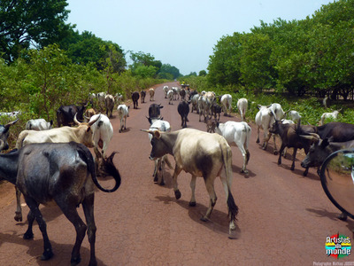 Les vaches au milieu des anachardiers